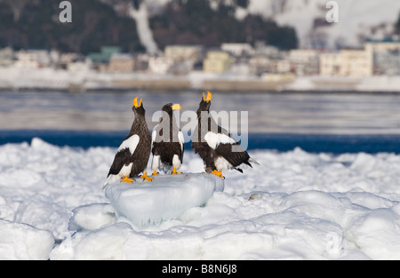 Steller s Eagles Haliaeetus pelagicus on sea ice in Nemuro Channel off Rausu Hokkaido Stock Photo