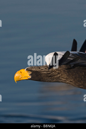 Steller s Eagles Haliaeetus pelagicus on sea ice in Nemuro Channel off Rausu Hokkaido February Stock Photo