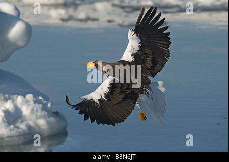 Steller s Eagles Haliaeetus pelagicus on sea ice in Nemuro Channel off Rausu Hokkaido February Stock Photo