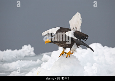 Steller s Eagles Haliaeetus pelagicus on sea ice in Nemuro Channel off Rausu Hokkaido February Stock Photo