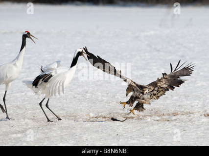 White tailed Sea Eagle snatching fish from Japanese Crane at Akan Hokkaido Japan February Stock Photo