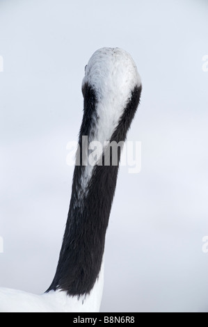 Japanese Red crowned Crane Grus japonensis view if back of neck Hokkaido Japan February Stock Photo