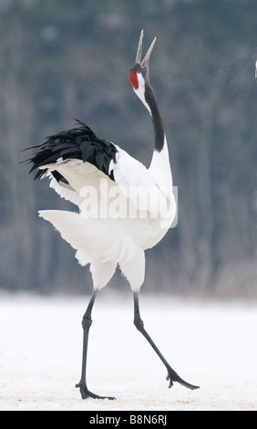 Japanese Red crowned Crane Grus japonensis Akan Hokkaido Japan winter Stock Photo
