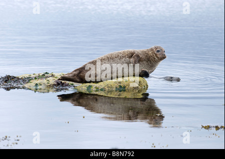 Common Seal Phoca vitulina Lerwick Shetland June Stock Photo