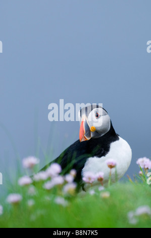 Puffin Fratercula arctica Sumburgh Head Shetland June Stock Photo