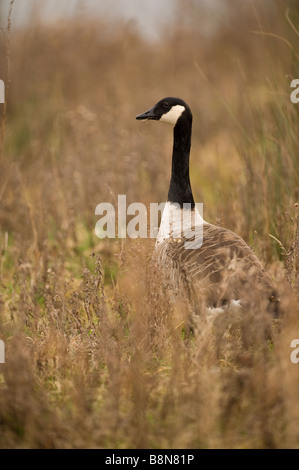 Canada Goose Branta canadensis standing in wetland Stock Photo