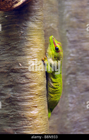 Madagascar giant day gecko. Stock Photo