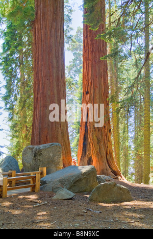 Two tall sequoia trees (Sequoiadendron giganteum) share a root system ...