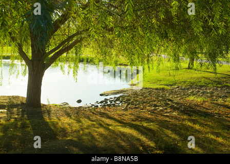 A Tree By The Lake With Early Morning Shadows Stock Photo
