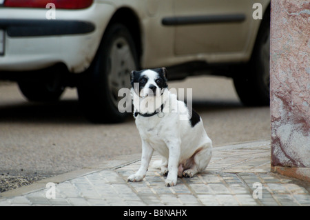 Streetwise dog Stock Photo