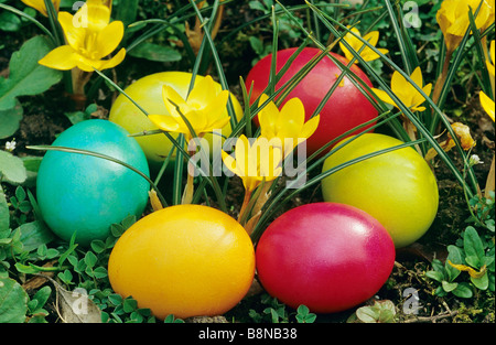 Easter: Easter eggs between crocuses Stock Photo