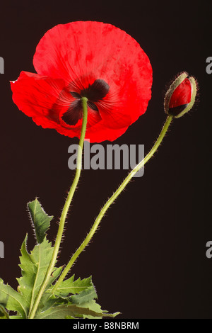 poppy - blossom in front of black background Stock Photo