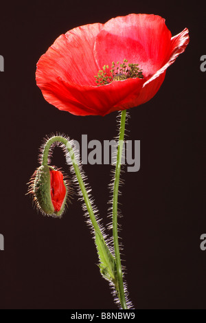 poppy - blossom in front of black background Stock Photo