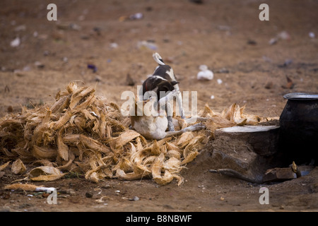 Two dogs play fighting in India Stock Photo