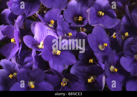 African violets - blossoms / Saintpaulia ionantha-Hybride Stock Photo