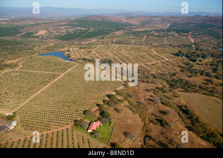 Aerial view of the Lowveld countryside showing orange and litchi orchards Stock Photo