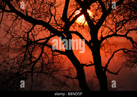 Dawn silhouette of an Acacia stem against an orange misty morning Stock Photo