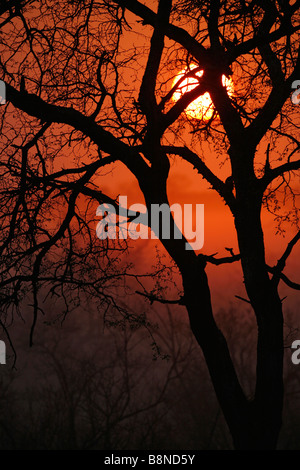 Dawn silhouette of an Acacia stem against the sun on an orange misty morning Stock Photo