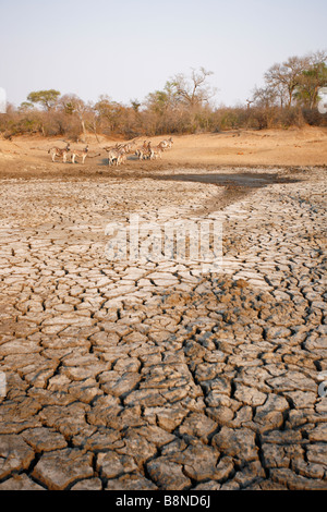 A herd of Burchells zebra hang around the drying remains of a waterhole waiting for a drink Stock Photo
