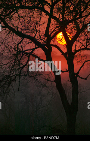 Dawn silhouette of an Acacia stem against the sun on a misty morning Stock Photo