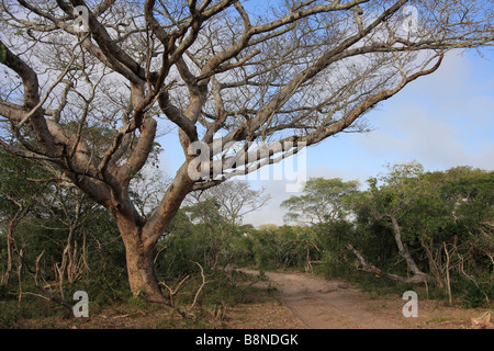 Pod mahogany tree (Afzelia quanzensis) - an indigenous hardwood harvested for its use in furniture making Stock Photo