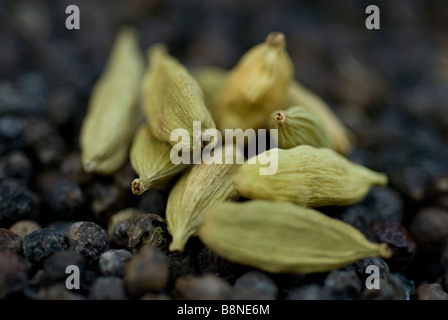 Cardamom  pods on a bed of black pepper close up in Spice garden  Sri Lanka Asia Stock Photo