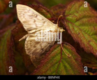 Mother of Pearl, Pleuroptya ruralis, moth on leaves at Dorset, UK in August Stock Photo