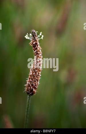 Ribwort plantain, Plantago lanceolata, in summer at Dorset Stock Photo