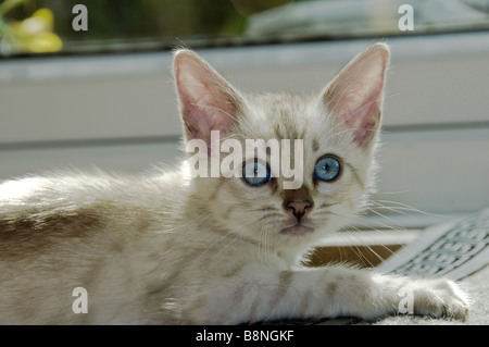 A snowy Bengal kitten playing on the floor Stock Photo