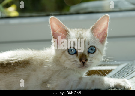 A snowy Bengal kitten playing on the floor Stock Photo