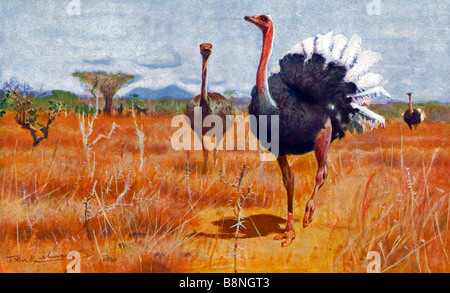 ostrich,Struthio camelus Stock Photo