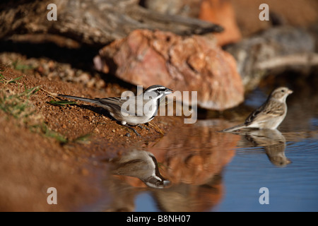 Black throated sparrow Amphispiza bilineata Arizona USA winter