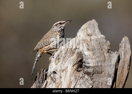 Cactus wren Campylorhynchus brunneicapillus Arizona USA winter Stock Photo