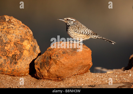 Cactus wren Campylorhynchus brunneicapillus Arizona USA winter Stock Photo