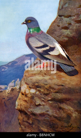 Rock Pigeon (Columba livia), Rock Dove Stock Photo
