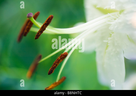 White Oriental Lily Close-up, Green Background Stock Photo