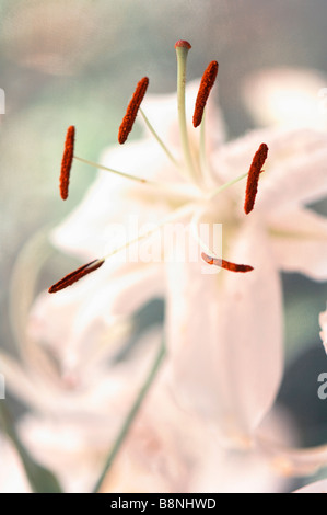 White Oriental Lily Facing Upwards Stock Photo