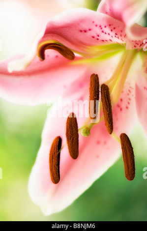 A Close-up of Gorgeous Pink Oriental Lily. Stock Photo