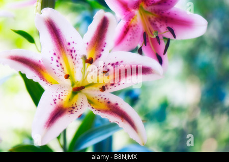 Different Oriental Lily Flowers in Bloom in Summer Garden Stock Photo