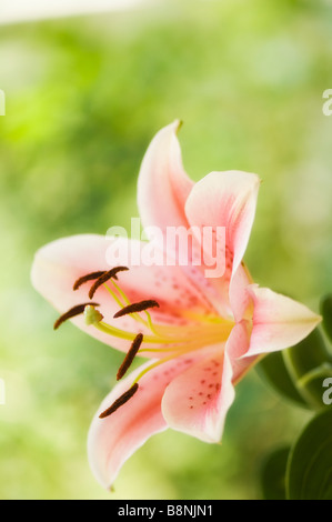 Pink Oriental Lilly Flower, Light Green Background Stock Photo