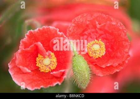 Summer Image of Blossoming Red Poppy Flowers. Two Flowers and a Bud Stock Photo