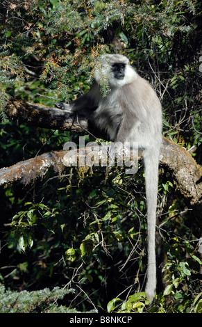 A Nepal Gray Langur (Semnopithecus schistaceus) sitting on a tree branch with its tail hanging below it. Stock Photo