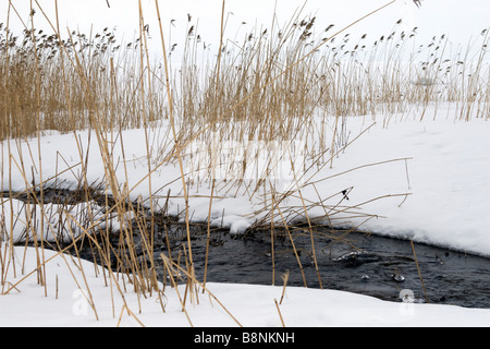 Spring beach covered with rush view of stream breaking throug thawing ice. Stock Photo