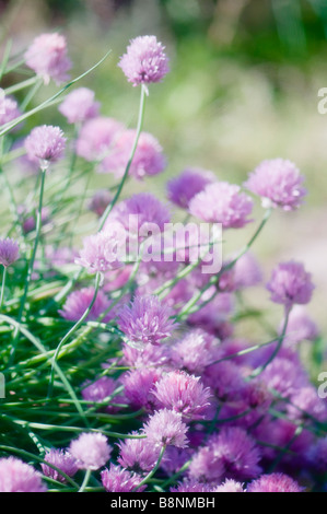 Garden Patch Of Chive Onions Stock Photo