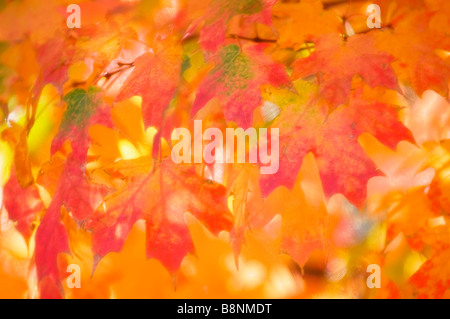 Vivid Maple Leaves in Autumn Stock Photo