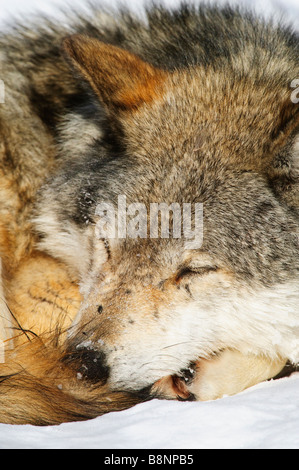 Full frame closeup of Grey wolf resting / sleeping while photographed at a low angle Stock Photo