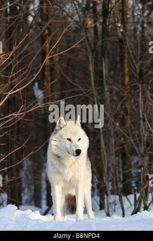 White phase Alpha Male Grey (Gray) Wolf (Eastern Timberwolf) in early morning light overlooks rest of pack Stock Photo