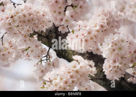 Surrounded by Blossoming Japanese Cherry Tree Stock Photo
