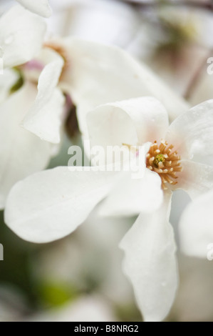 White Magnolia Blossom Close-up, Gloomy Day Stock Photo