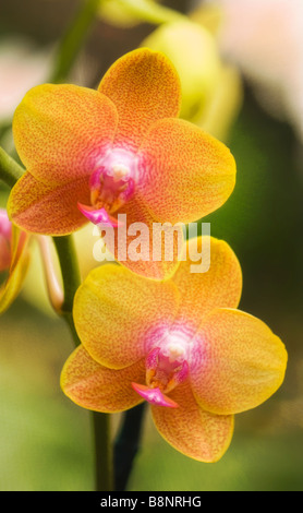 Yellow with Pink Phalaenopsis Orchid Flower Duo Stock Photo